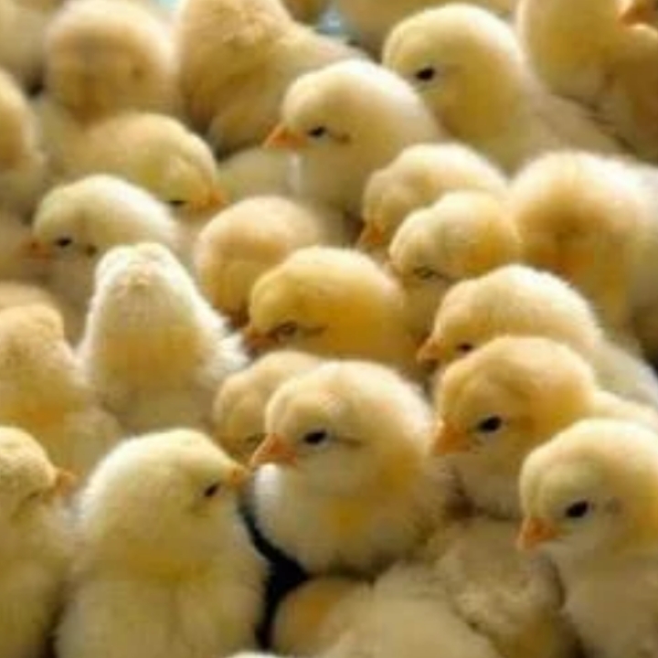 one day chicks management in hindi
