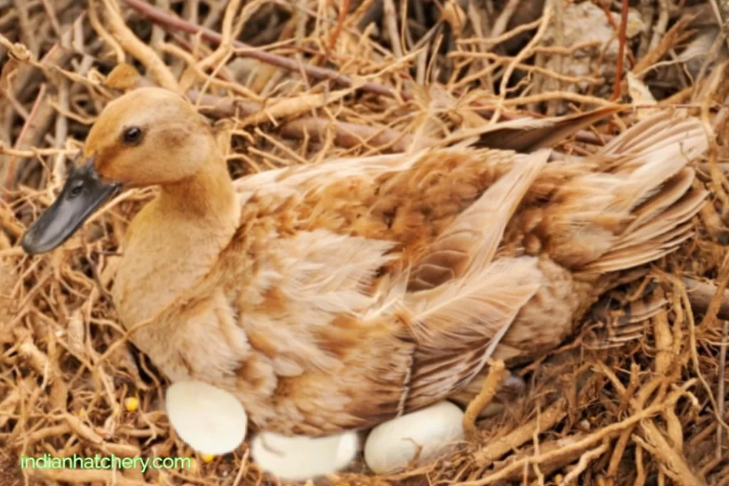अंडे पर बैठी बत्तख़ बच्चे निकलने के लिये