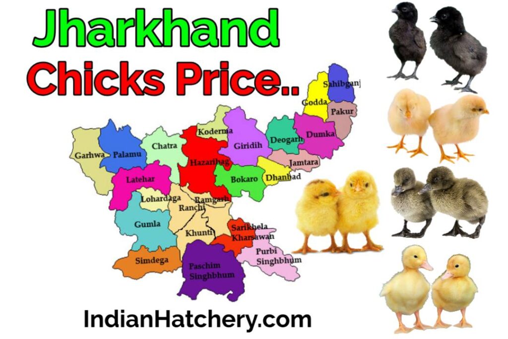 jharkhand me chuje ka price