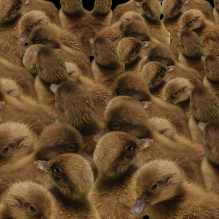 khaki campbell Chicks