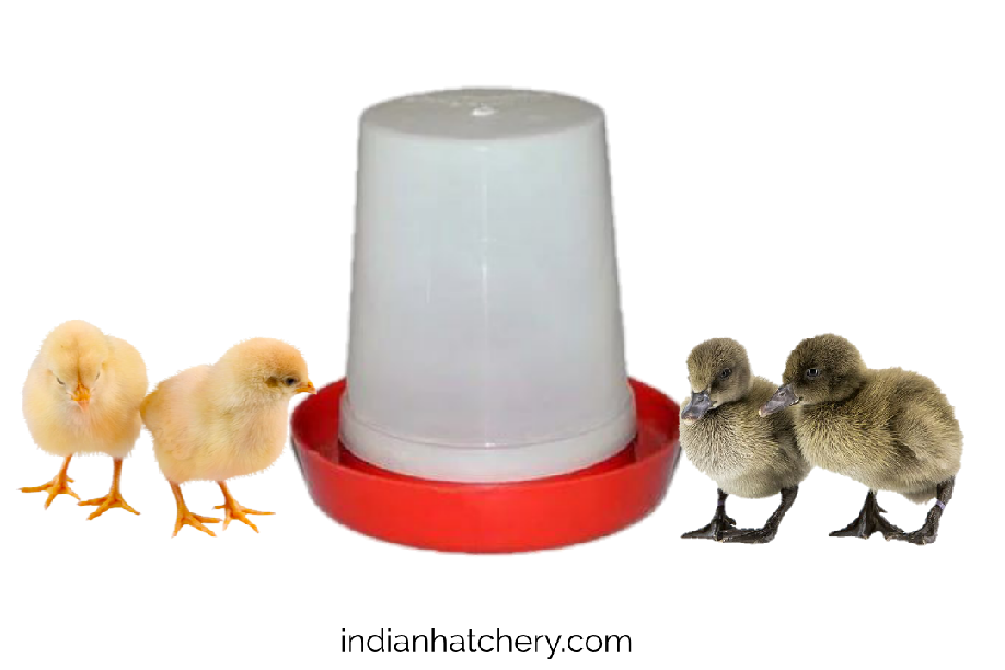 drinker hen chicks and duck chicks