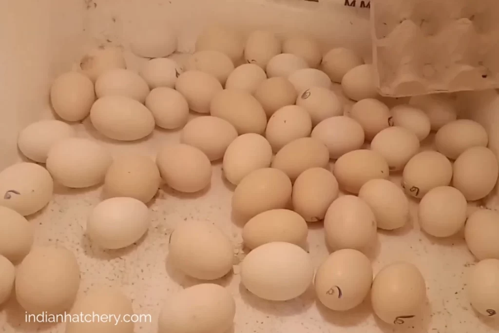 अंडे से चूज़ा निकलने की विधि