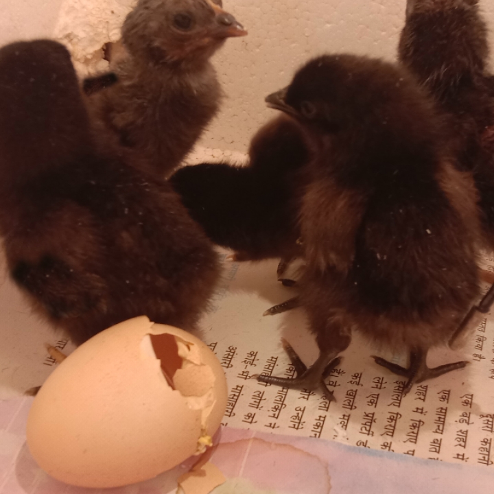 https://www.indianhatchery.com/chicks-available/
