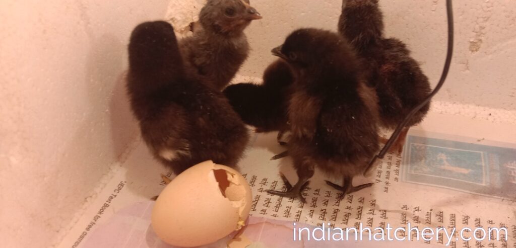 black chicks one day egg