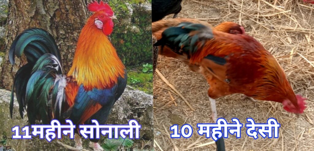 sonali murga or desi mugal me antar