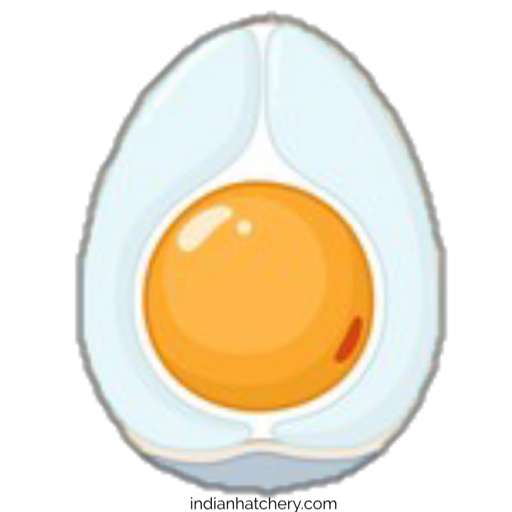 अंडे के अंदर का भ्रूण