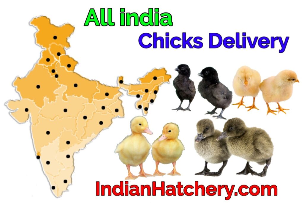 india chicks price
