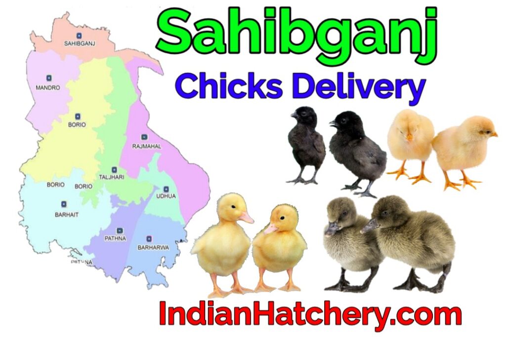 Sahibganj me chuje ka rate