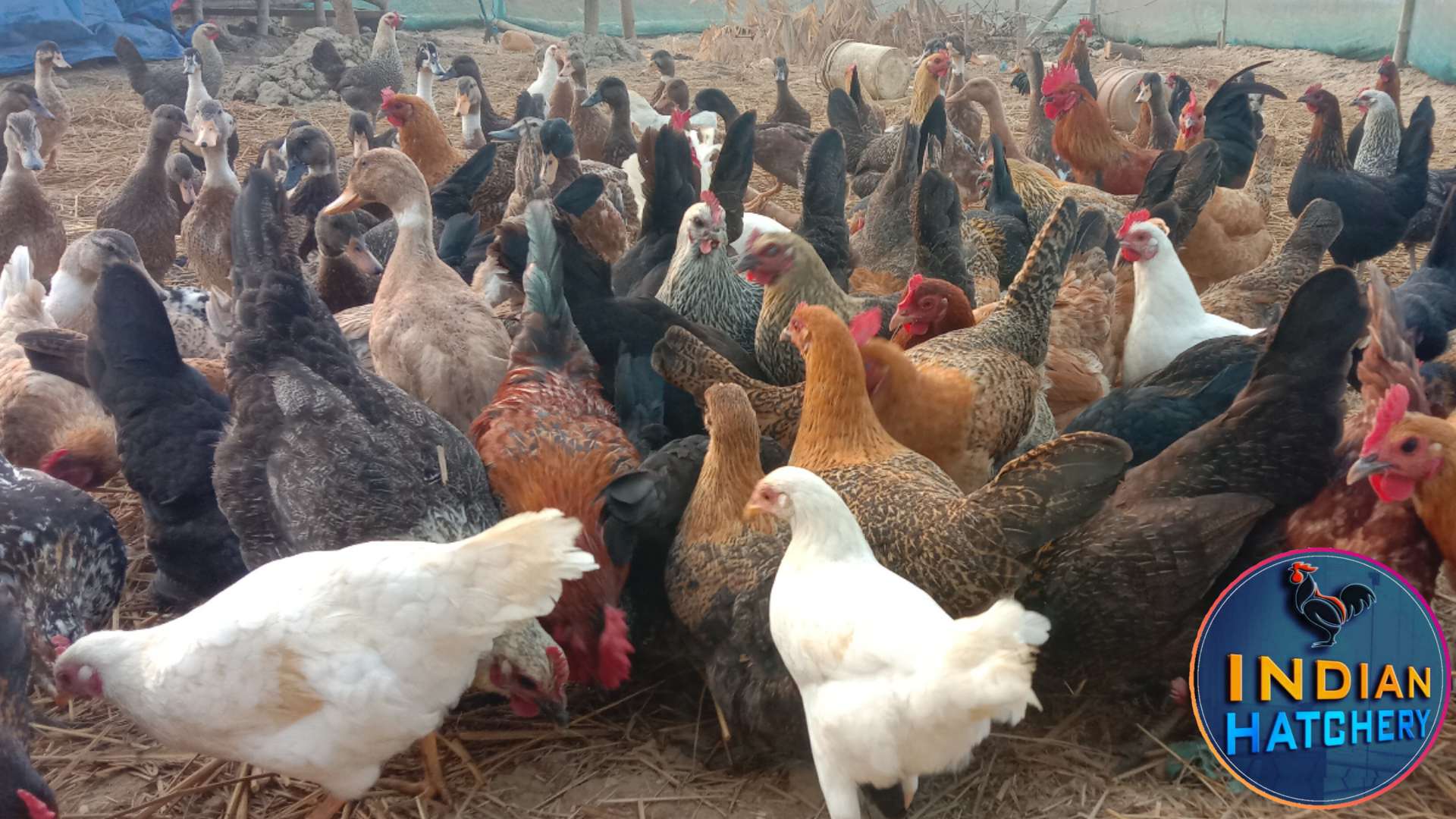 desi murgi