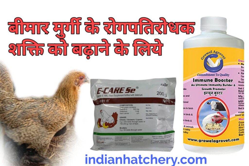 E-Care Se, immune Booster, immune plus and hen murgi palan