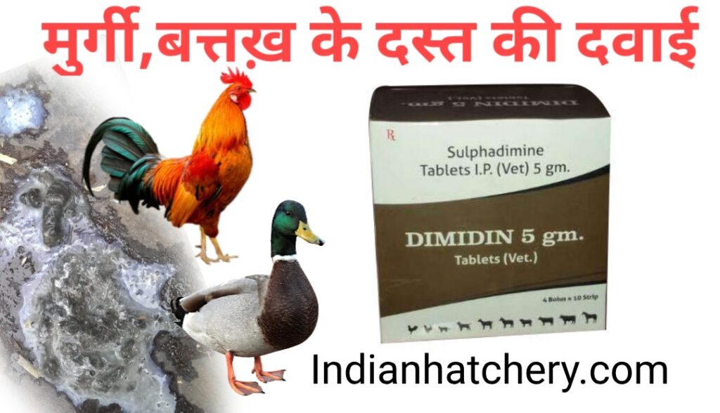 sulfadimidine tablet and hen