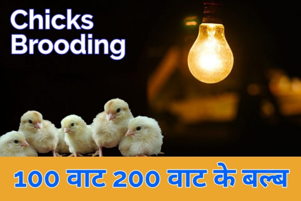 100 वाट बलब से चूजे ब्रूडिंग