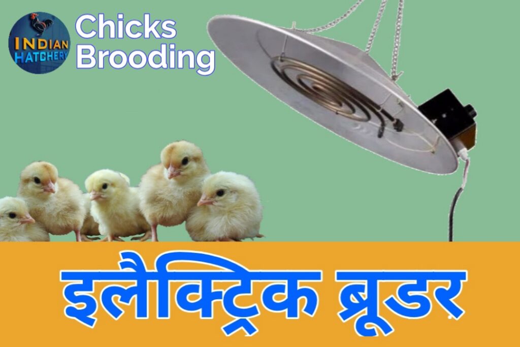 इलैक्ट्रिक ब्रूडर से chicks brooding करें।