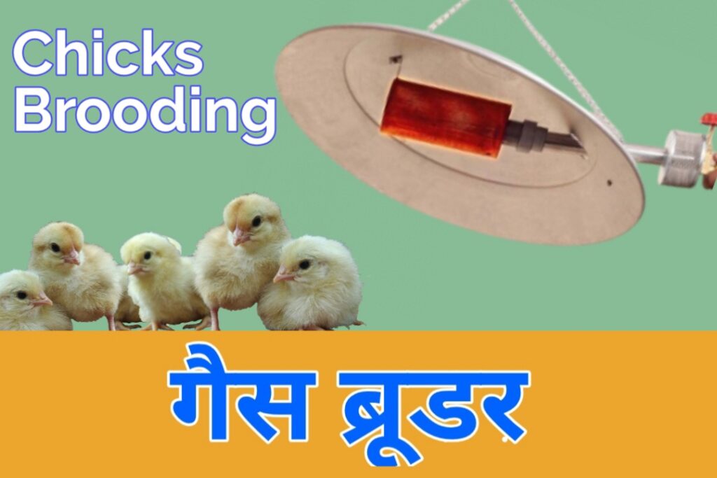 गैस ब्रूडर chicks brooding