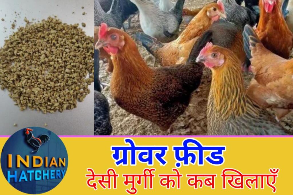 देसी मुर्गी को फ़ीड