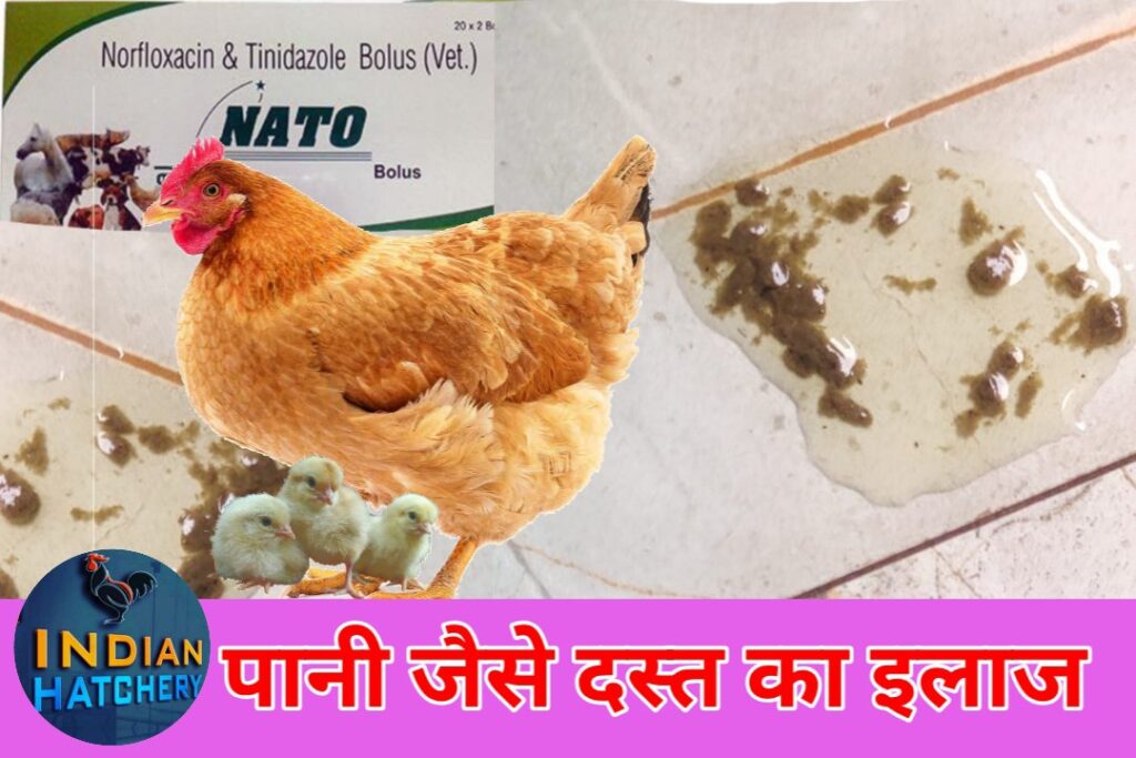 पतली बीट का इलाज कैसे करें