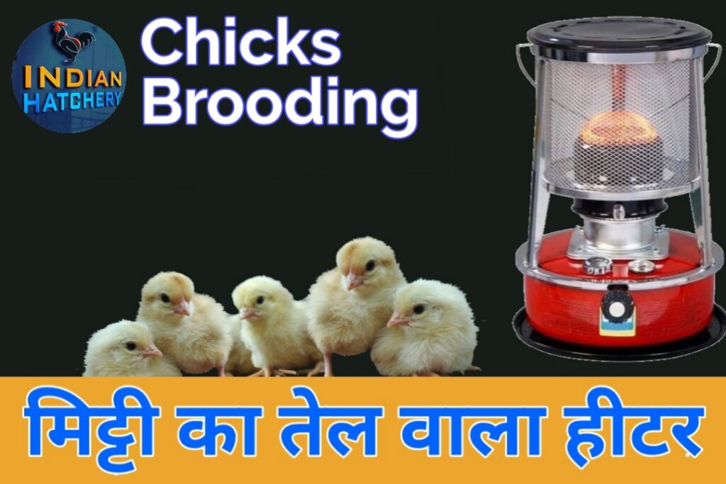 chicks brooding