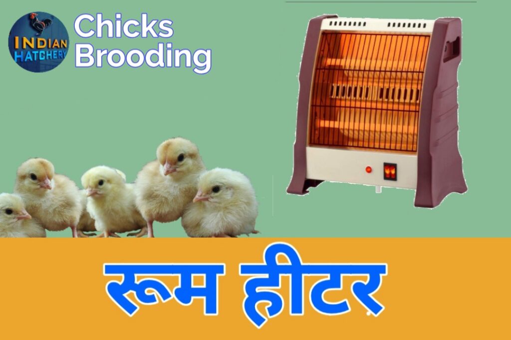 chicks brooding