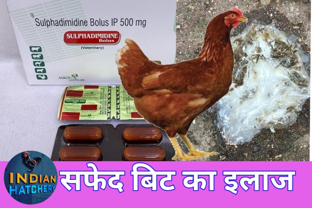 मुर्गी के सफेद ( चुने जैसे ) बीट को ठीक करने के लिय