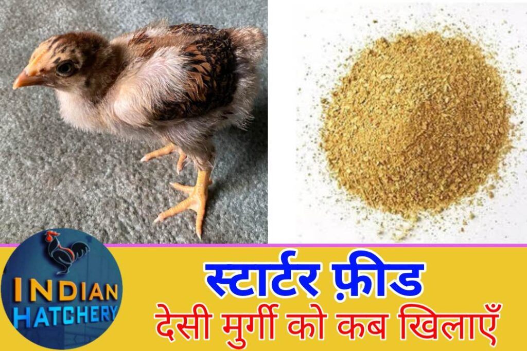 देसी मुर्गी को फ़ीड कौन सा और कब खिलाएं