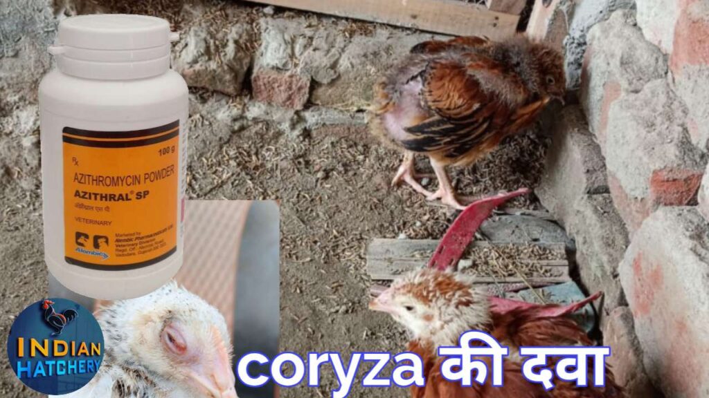 Murgi ki ankh me sujan (coryza) ka elaj