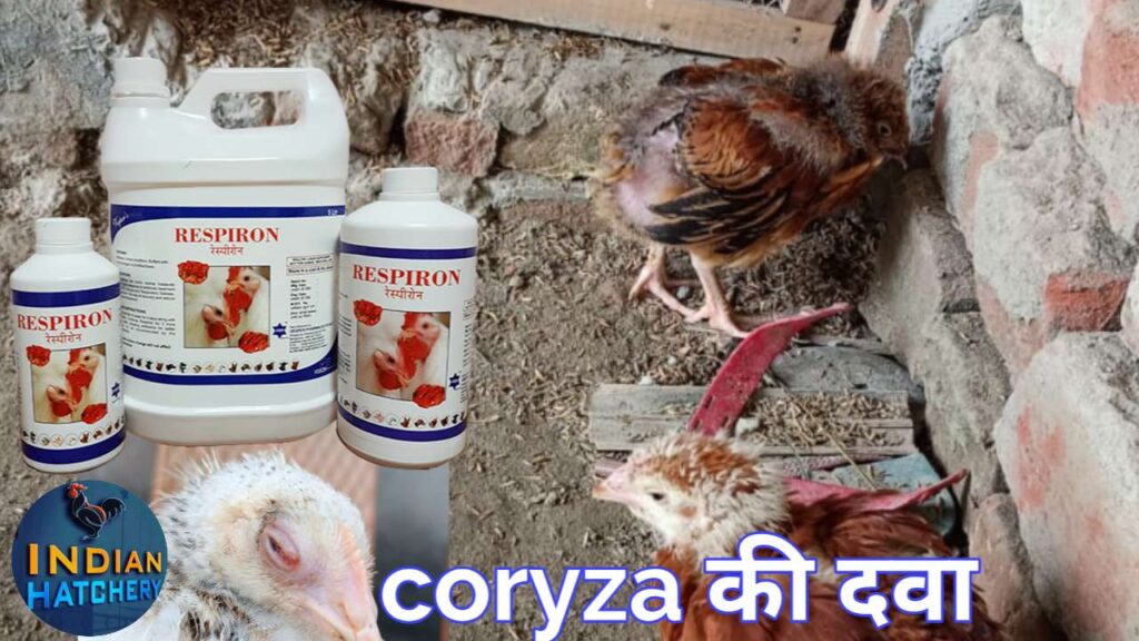 Murgi ki ankh me sujan (coryza) ka elaj