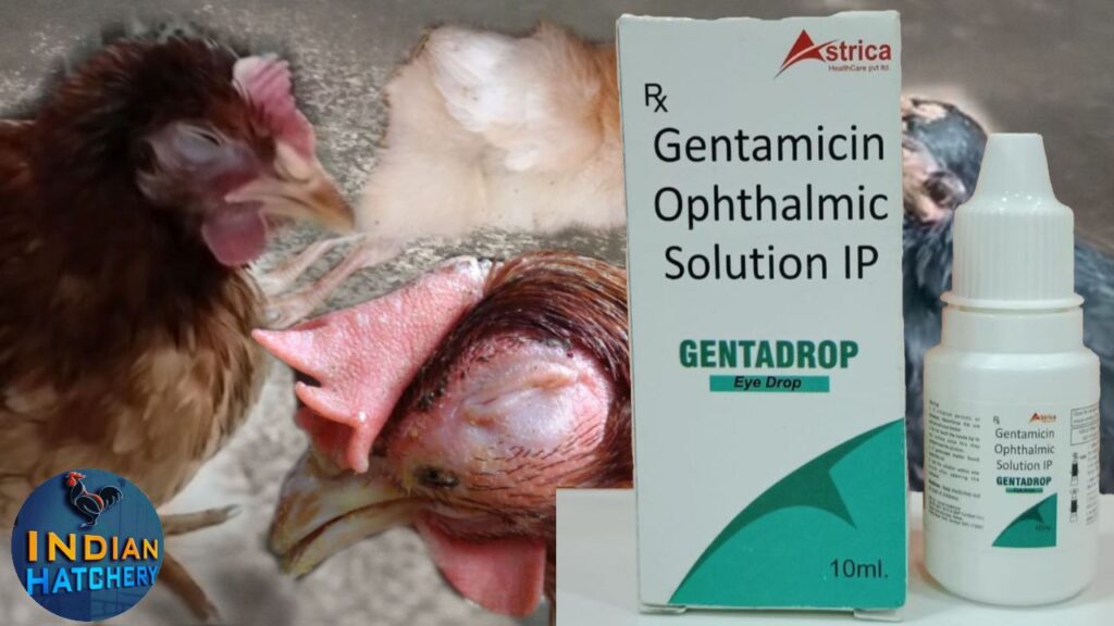 gentamicin