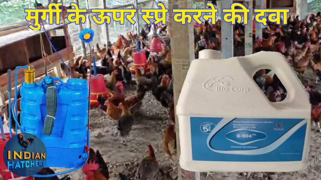 Murgi ki ankh me sujan (coryza) ka elaj