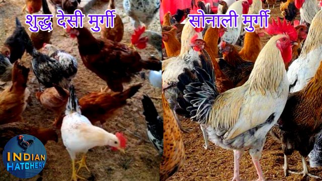 देसी मुर्गी और देसी मुर्गी मे अंतर