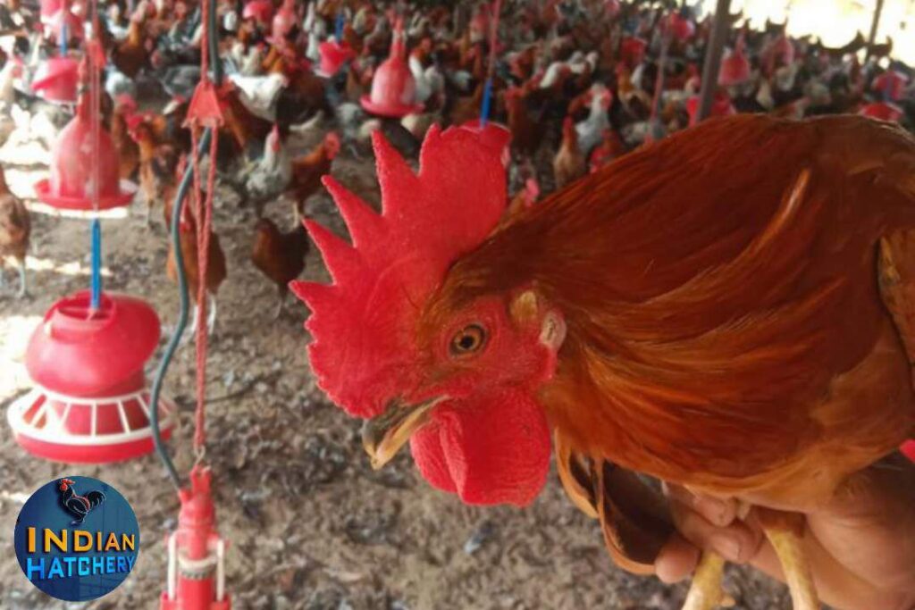 सोनाली मुर्गा और मुर्गी फ़ार्मिंग