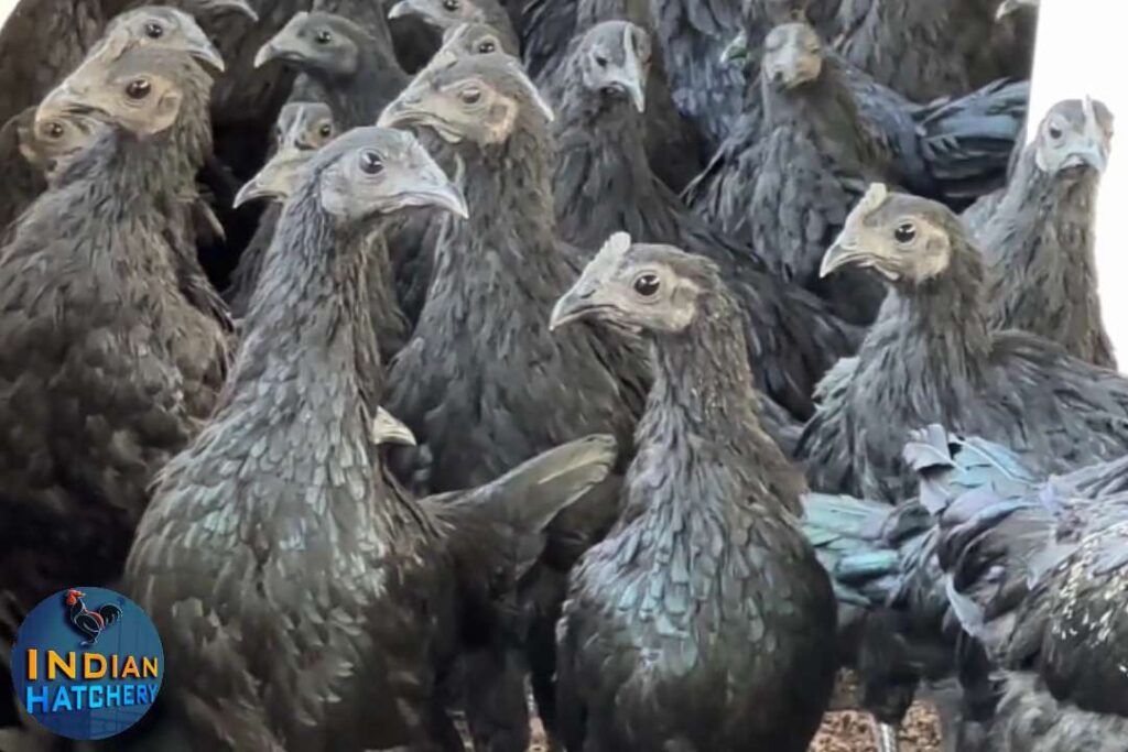 kadaknath murgi palan karna chahiy yan nahi