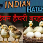 इंडियन हैचरी
