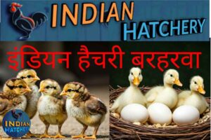 इंडियन हैचरी
