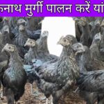 काली मुर्गी