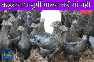 काली मुर्गी