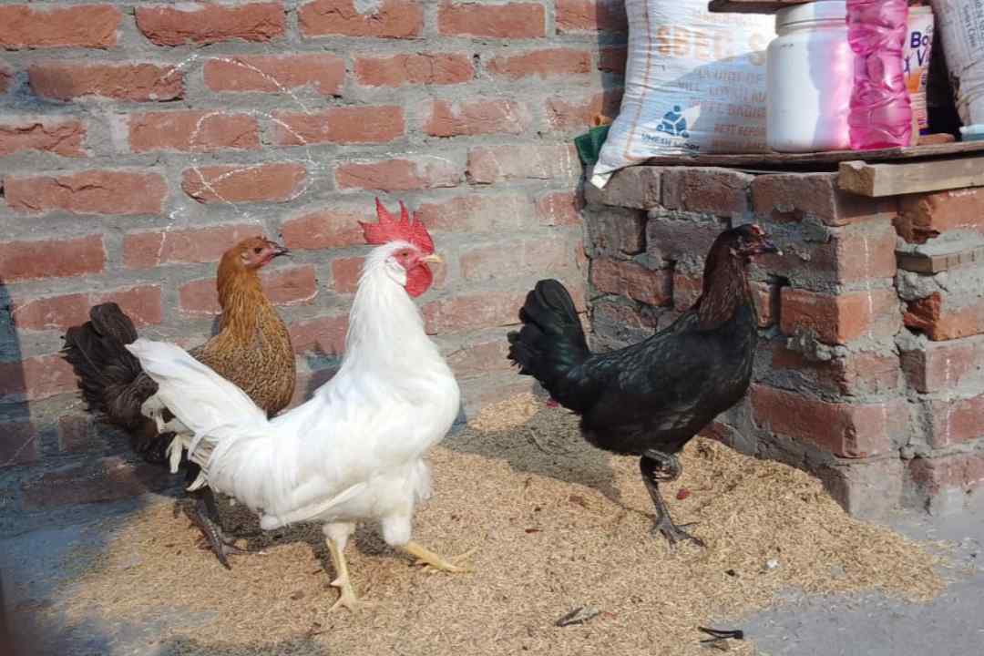 ghar me desi murgi palan